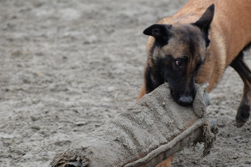 leren hondjes fotograferen