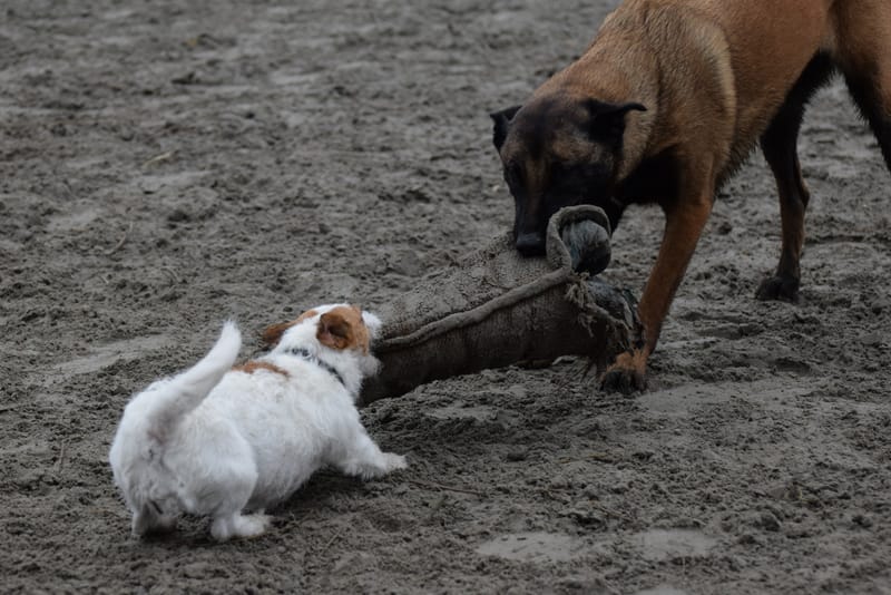 leren hondjes fotograferen