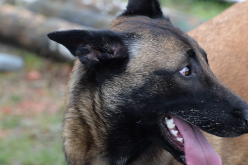 leren hondjes fotograferen