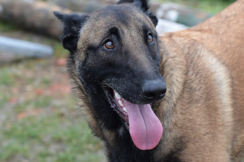 leren hondjes fotograferen