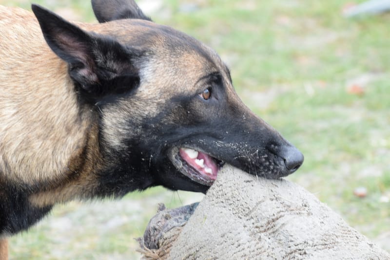 leren hondjes fotograferen