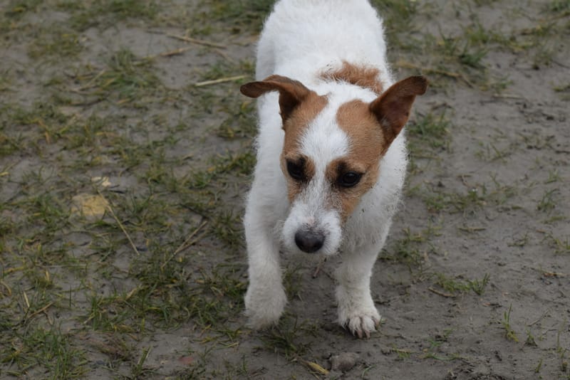 leren hondjes fotograferen