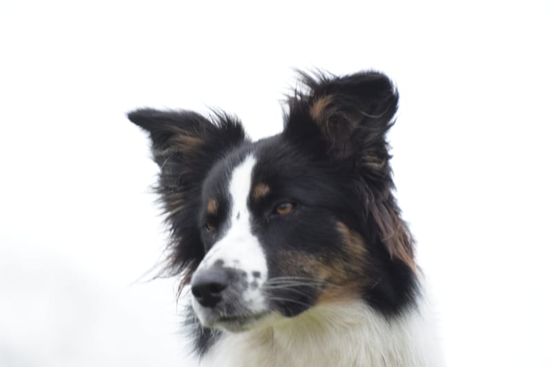 leren hondjes fotograferen