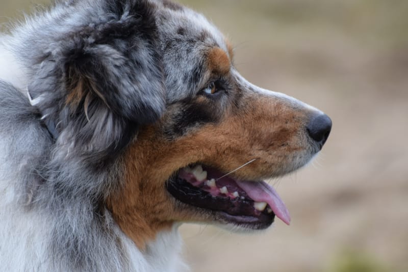 leren hondjes fotograferen