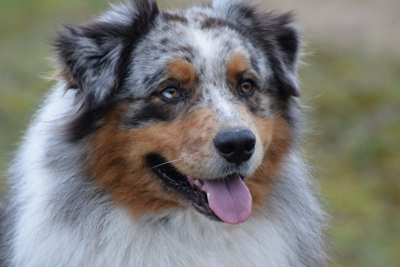 leren hondjes fotograferen