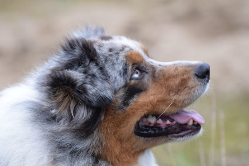 leren hondjes fotograferen