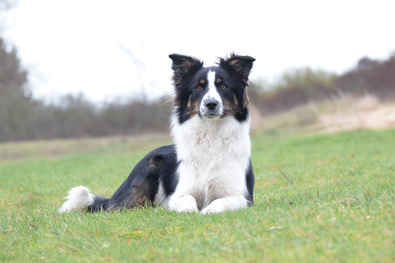 leren hondjes fotograferen