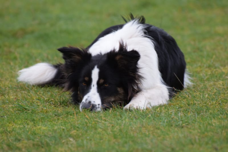 leren hondjes fotograferen