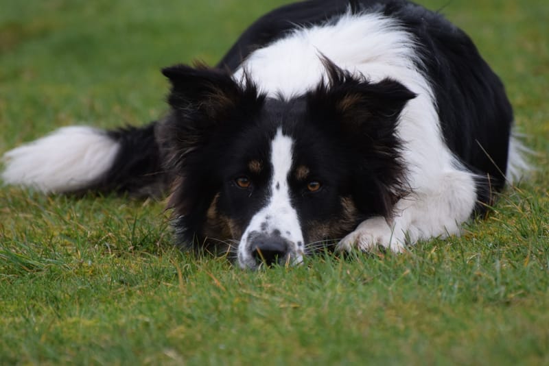 leren hondjes fotograferen