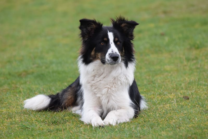 leren hondjes fotograferen