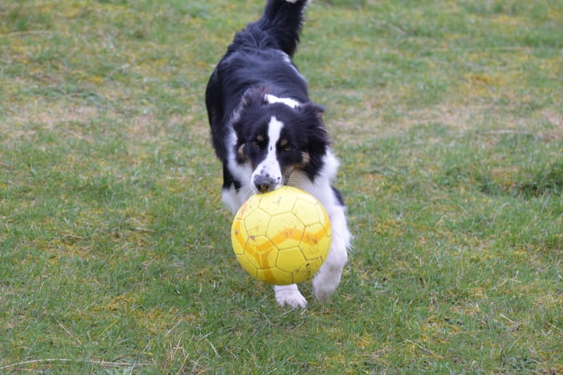 leren hondjes fotograferen