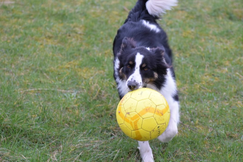 leren hondjes fotograferen