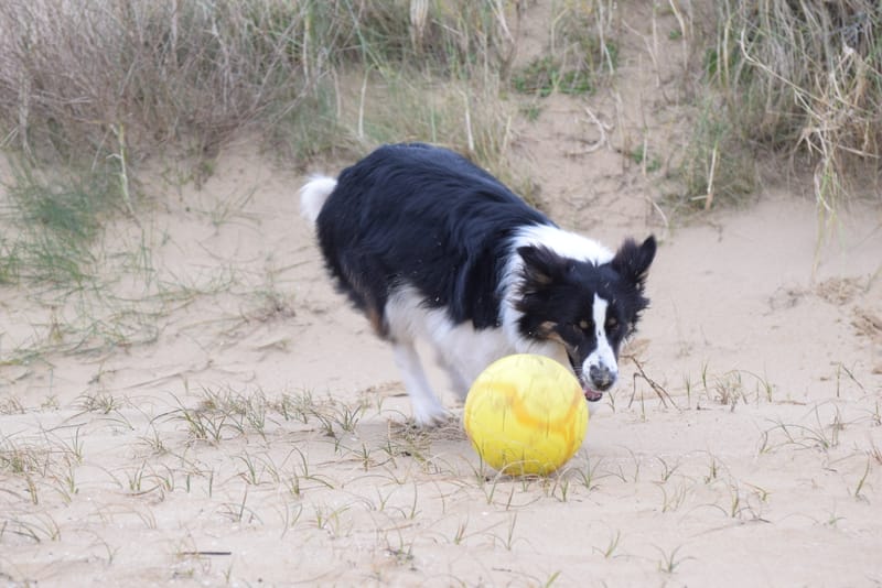 leren hondjes fotograferen