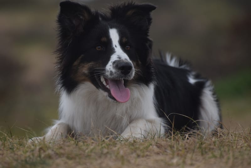 leren hondjes fotograferen