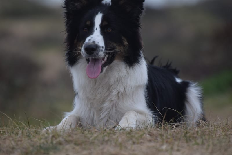 leren hondjes fotograferen