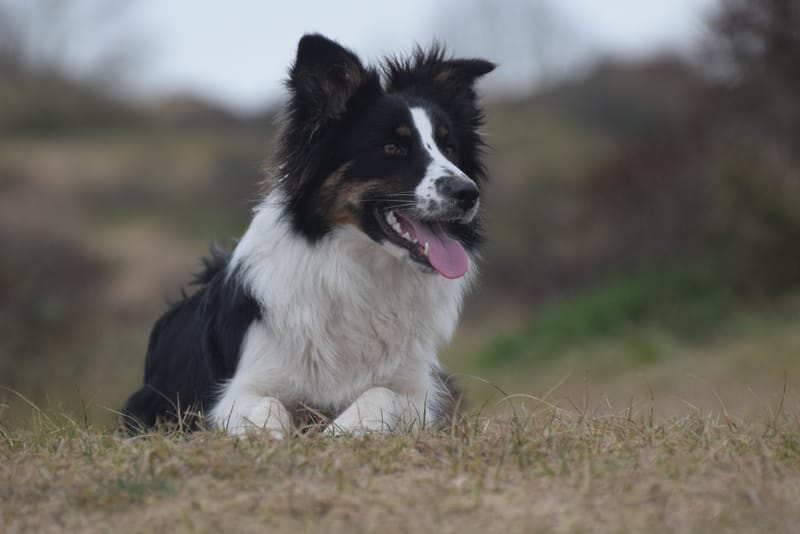 leren hondjes fotograferen