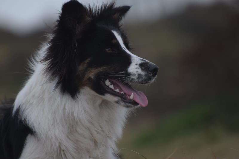 leren hondjes fotograferen