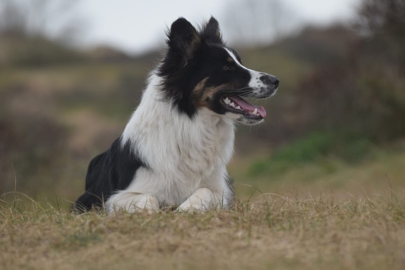 leren hondjes fotograferen