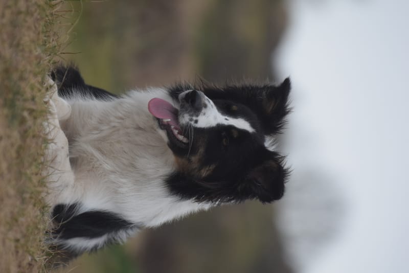 leren hondjes fotograferen