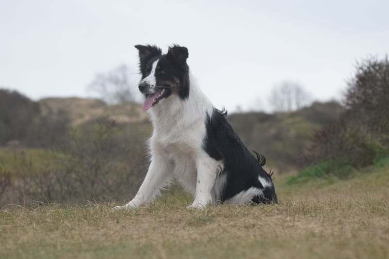 leren hondjes fotograferen