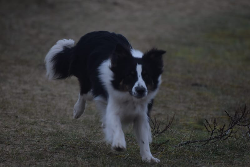 leren hondjes fotograferen