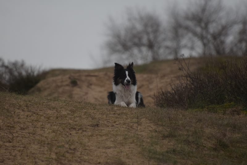 leren hondjes fotograferen