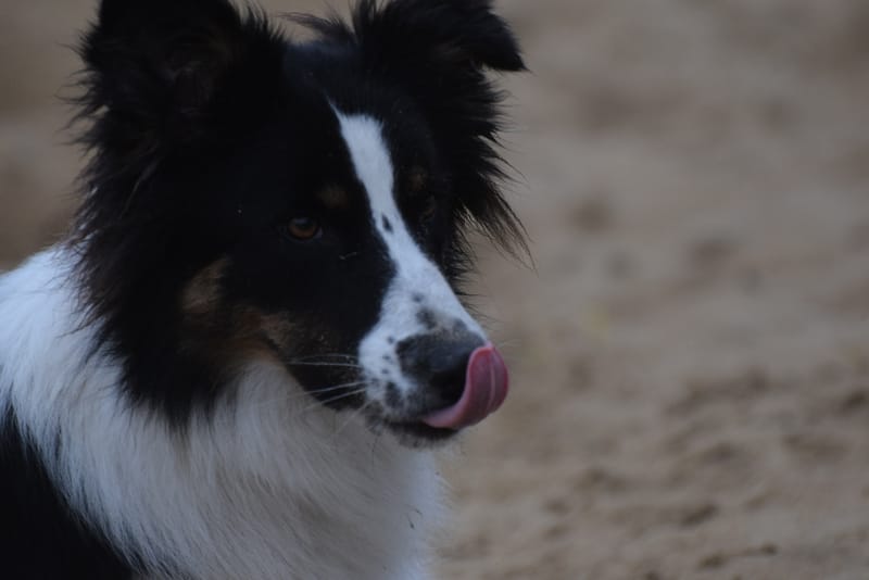 leren hondjes fotograferen