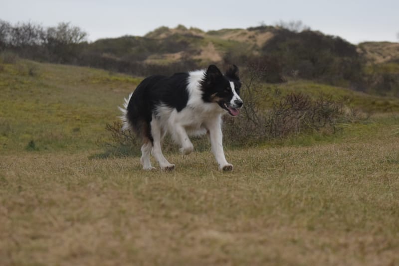 leren hondjes fotograferen