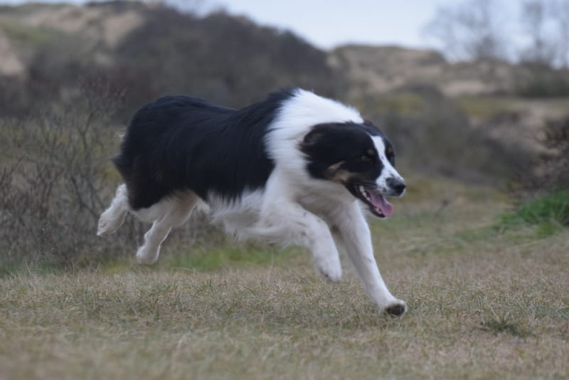 leren hondjes fotograferen
