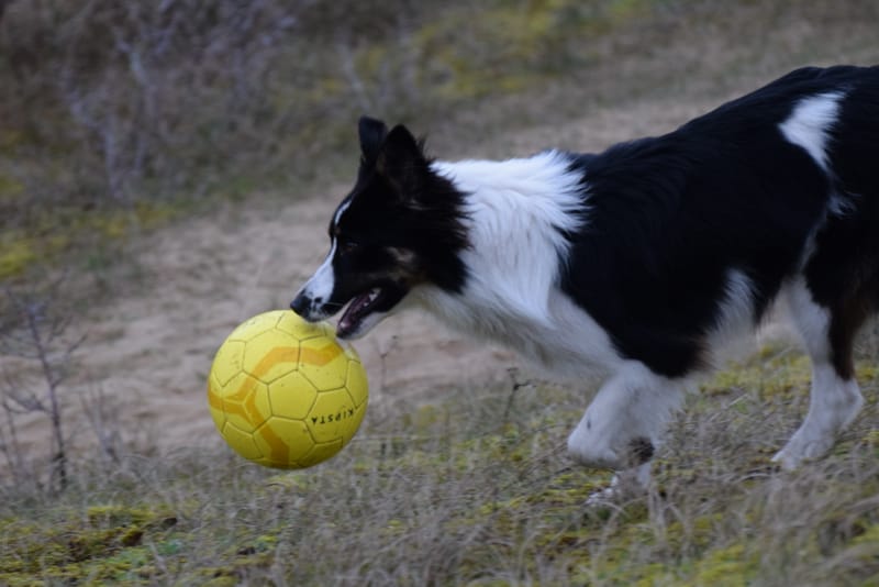 leren hondjes fotograferen