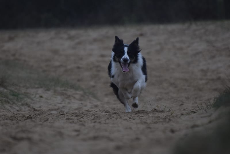 leren hondjes fotograferen