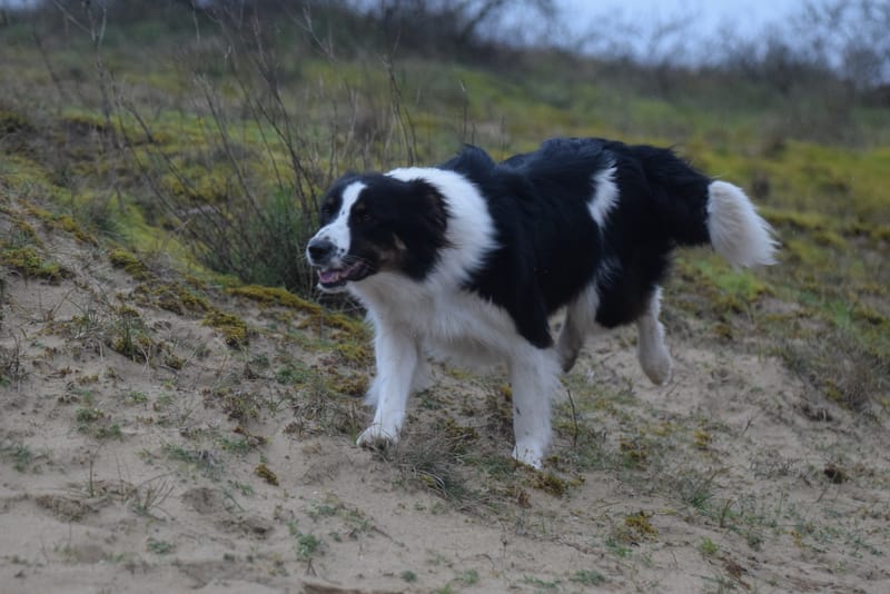 leren hondjes fotograferen