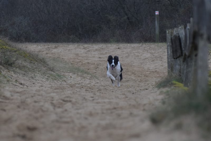 leren hondjes fotograferen