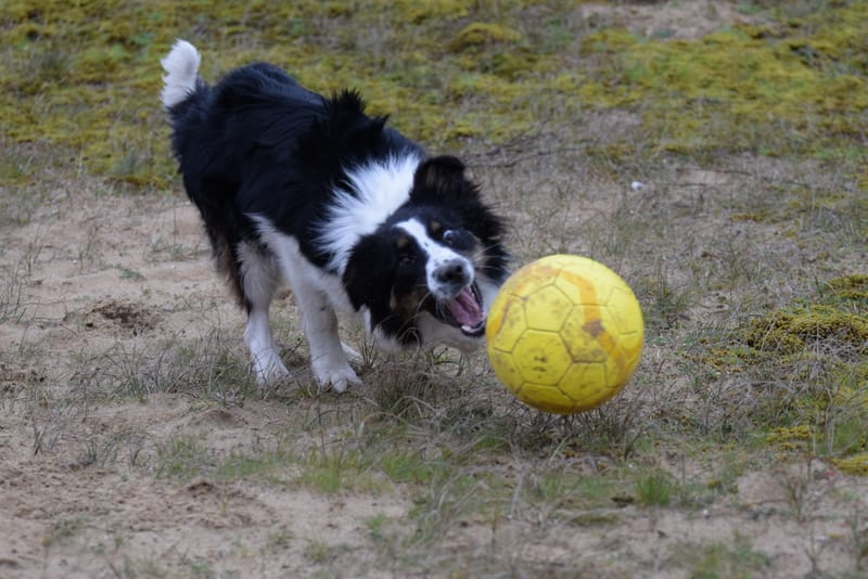 leren hondjes fotograferen