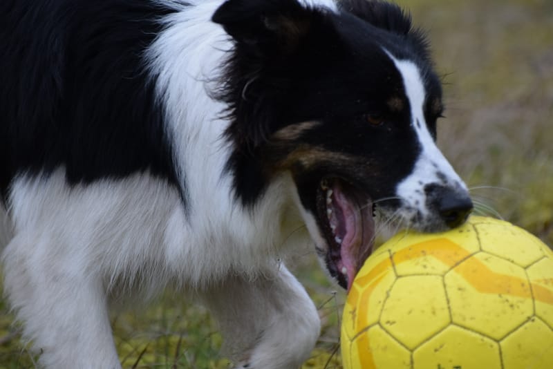 leren hondjes fotograferen