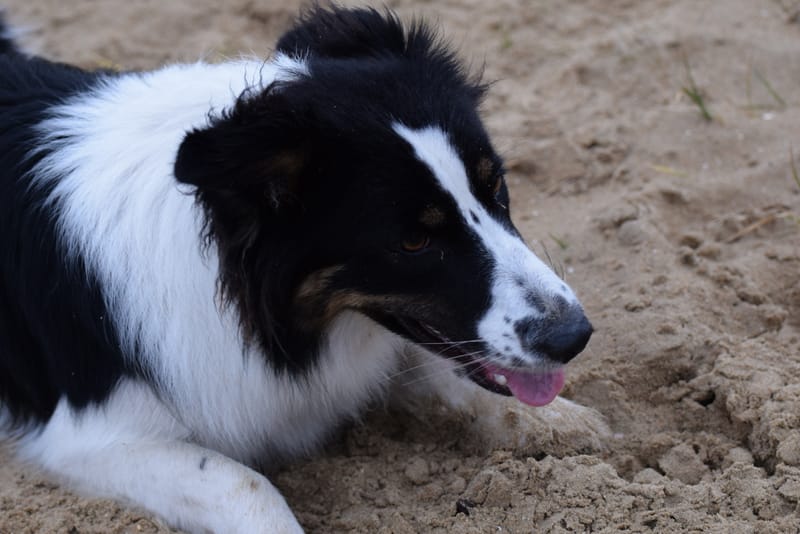 leren hondjes fotograferen