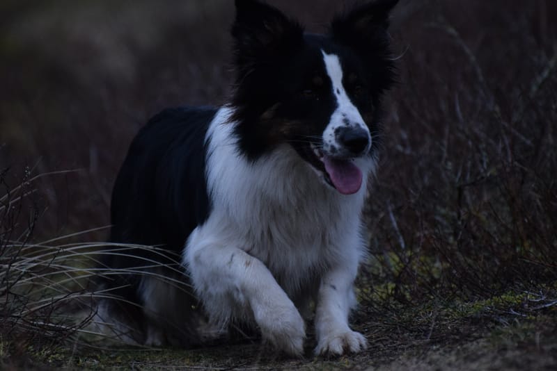 leren hondjes fotograferen
