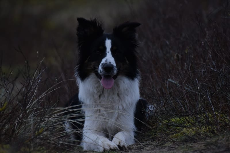 leren hondjes fotograferen