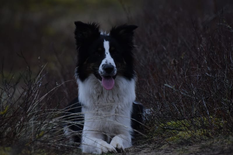 leren hondjes fotograferen