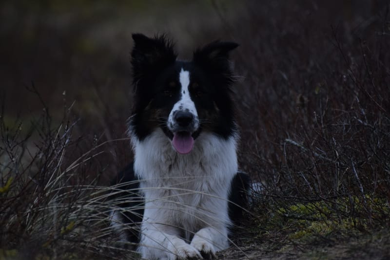 leren hondjes fotograferen