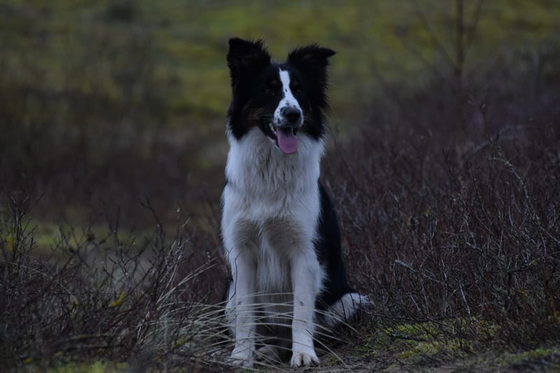 leren hondjes fotograferen