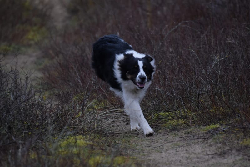 leren hondjes fotograferen