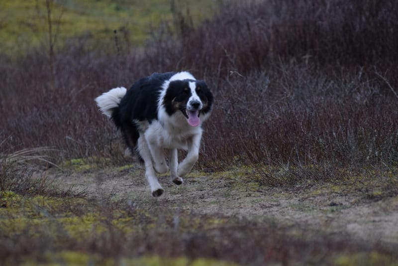 leren hondjes fotograferen