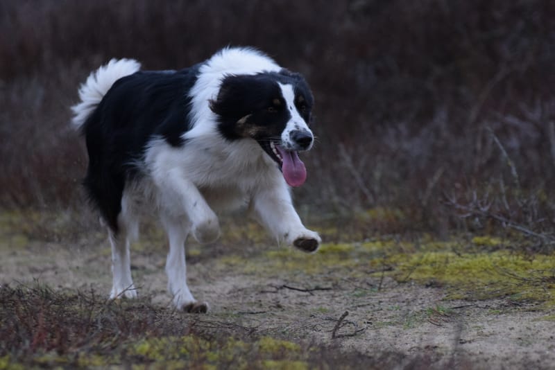 leren hondjes fotograferen