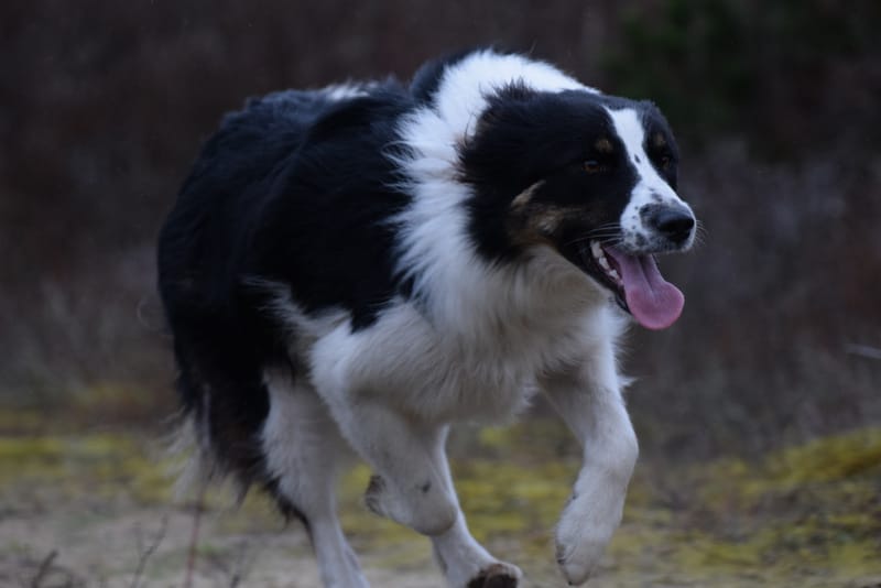 leren hondjes fotograferen