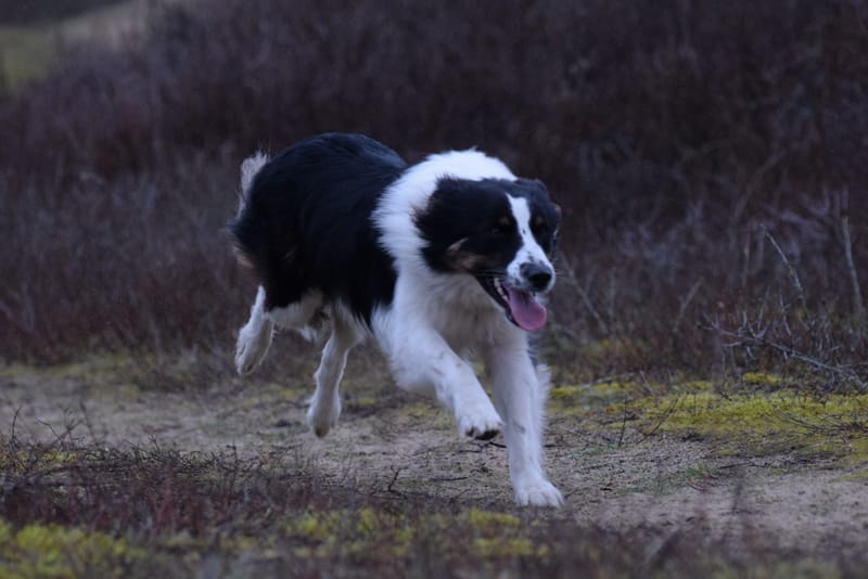 leren hondjes fotograferen