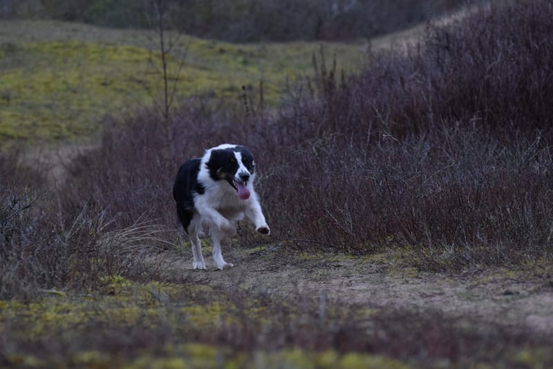 leren hondjes fotograferen