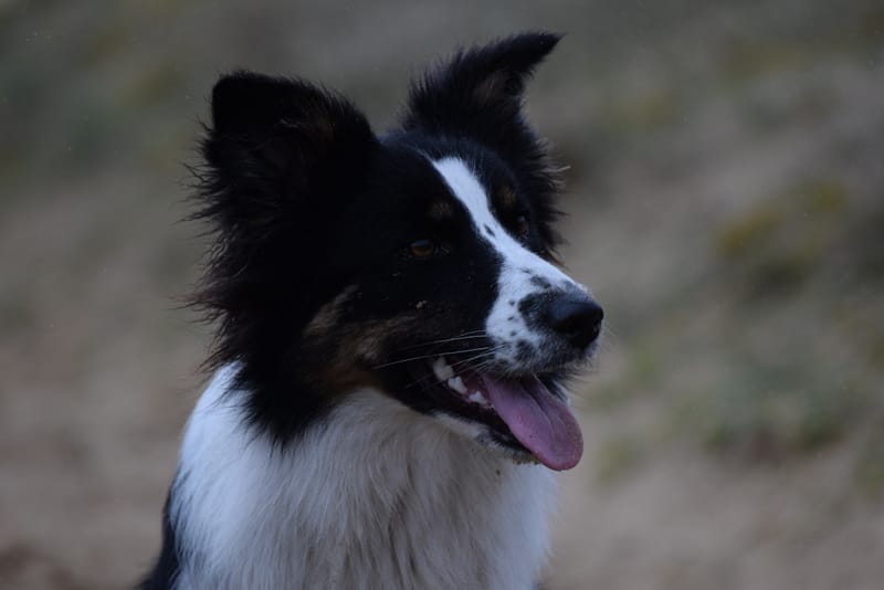 leren hondjes fotograferen