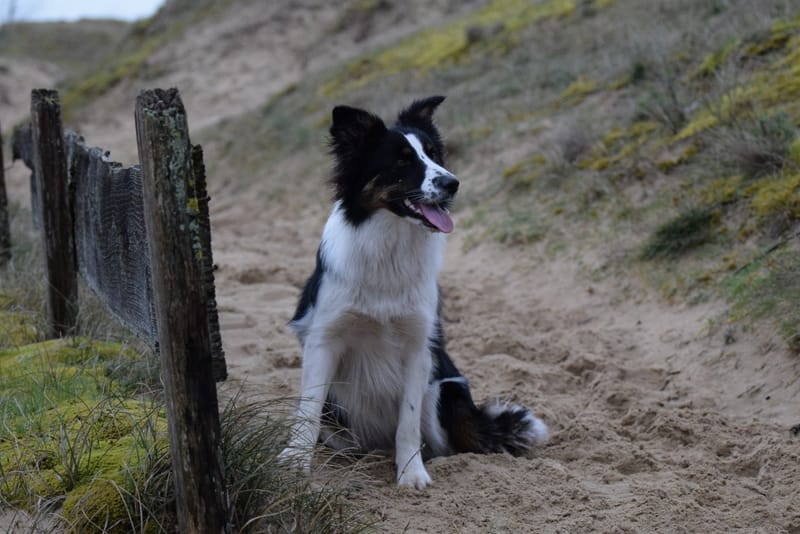 leren hondjes fotograferen