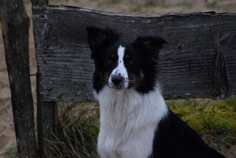leren hondjes fotograferen